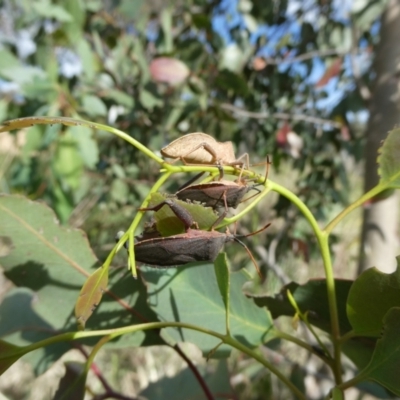 Amorbus sp. (genus) (Eucalyptus Tip bug) at Flea Bog Flat to Emu Creek Corridor - 6 Nov 2023 by JohnGiacon