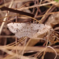 Taxeotis intextata (Looper Moth, Grey Taxeotis) at Canberra Central, ACT - 5 Nov 2023 by ConBoekel
