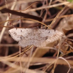 Taxeotis intextata (Looper Moth, Grey Taxeotis) at Canberra Central, ACT - 6 Nov 2023 by ConBoekel