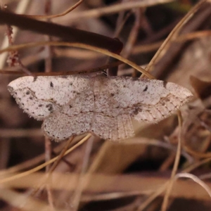 Taxeotis intextata at Canberra Central, ACT - 6 Nov 2023 10:30 AM