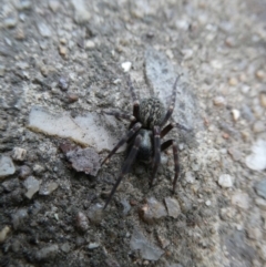 Badumna insignis (Black House Spider) at Flea Bog Flat to Emu Creek Corridor - 4 Nov 2023 by JohnGiacon