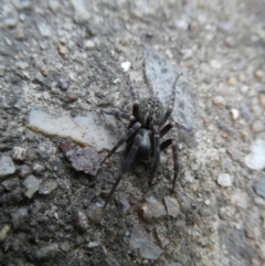 Badumna insignis (Black House Spider) at Belconnen, ACT - 4 Nov 2023 by JohnGiacon