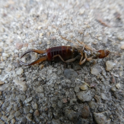 Forficula auricularia (European Earwig) at Flea Bog Flat to Emu Creek Corridor - 4 Nov 2023 by JohnGiacon