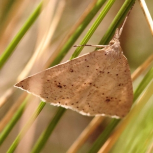 Nearcha nullata at Canberra Central, ACT - 6 Nov 2023 10:02 AM