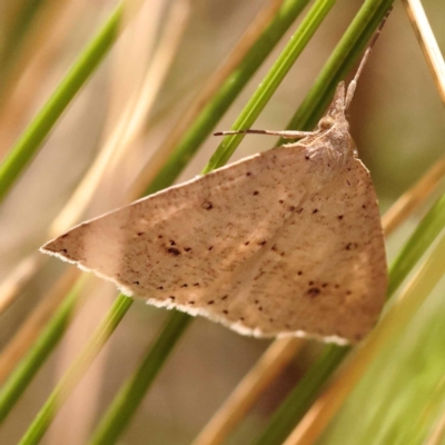 Nearcha nullata (Rounded Nearcha) at ANBG South Annex - 5 Nov 2023 by ConBoekel