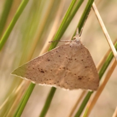 Nearcha nullata at Canberra Central, ACT - 6 Nov 2023 10:02 AM