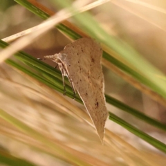 Nearcha nullata at Canberra Central, ACT - 6 Nov 2023 10:02 AM