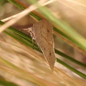 Nearcha nullata at Canberra Central, ACT - 6 Nov 2023 10:02 AM