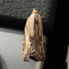 Cryptoptila immersana at Canberra Central, ACT - 6 Nov 2023 09:41 AM