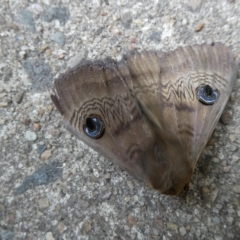 Dasypodia selenophora (Southern old lady moth) at Flea Bog Flat to Emu Creek Corridor - 4 Nov 2023 by JohnGiacon