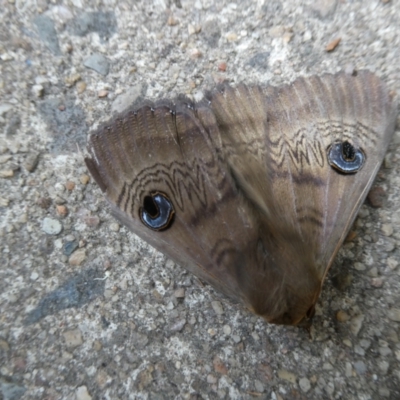 Dasypodia selenophora (Southern old lady moth) at Belconnen, ACT - 5 Nov 2023 by JohnGiacon