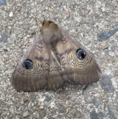 Dasypodia selenophora at Belconnen, ACT - 5 Nov 2023