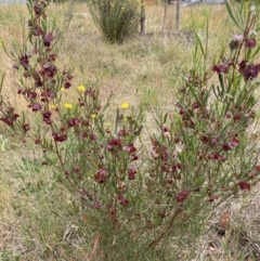 Dodonaea viscosa subsp. angustissima (Hop Bush) at Flea Bog Flat to Emu Creek Corridor - 5 Nov 2023 by JohnGiacon