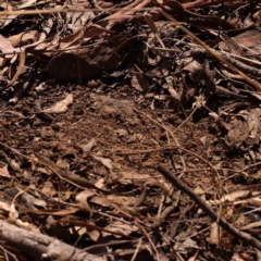 Turnix varius (Painted Buttonquail) at Canberra Central, ACT - 5 Nov 2023 by ConBoekel