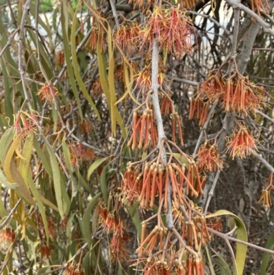 Amyema pendula subsp. pendula (Drooping Mistletoe) at Belconnen, ACT - 5 Nov 2023 by JohnGiacon