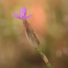 Petrorhagia sp. at ANBG South Annex - 5 Nov 2023 by ConBoekel