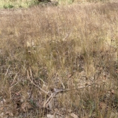 Austrostipa scabra (Corkscrew Grass, Slender Speargrass) at Flea Bog Flat to Emu Creek Corridor - 6 Nov 2023 by JohnGiacon