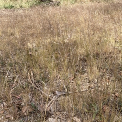 Austrostipa scabra (Corkscrew Grass, Slender Speargrass) at Emu Creek - 6 Nov 2023 by JohnGiacon