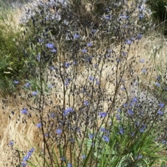 Dianella revoluta var. revoluta (Black-Anther Flax Lily) at Emu Creek - 6 Nov 2023 by JohnGiacon