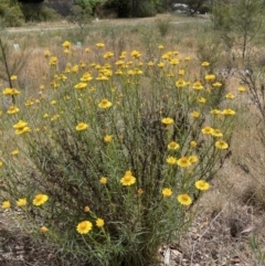 Xerochrysum viscosum (Sticky Everlasting) at Flea Bog Flat to Emu Creek Corridor - 6 Nov 2023 by JohnGiacon