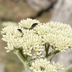 Mordellidae (family) at Mount Ainslie NR (ANR) - 6 Nov 2023