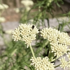 Mordellidae (family) at Mount Ainslie NR (ANR) - 6 Nov 2023