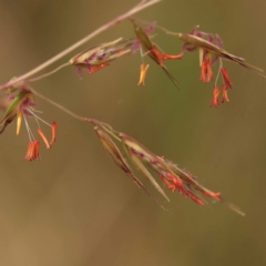 Rytidosperma pallidum (Red-anther Wallaby Grass) at Canberra Central, ACT - 5 Nov 2023 by ConBoekel