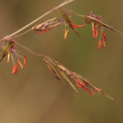 Rytidosperma pallidum (Red-anther Wallaby Grass) at ANBG South Annex - 5 Nov 2023 by ConBoekel