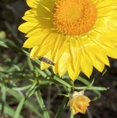 Unidentified Moth (Lepidoptera) at Mount Ainslie - 6 Nov 2023 by SilkeSma