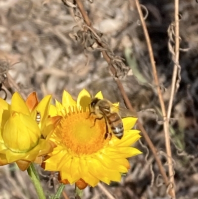 Apis mellifera (European honey bee) at Majura, ACT - 6 Nov 2023 by SilkeSma