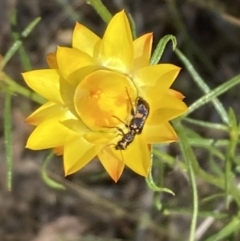 Eleale pulchra (Clerid beetle) at Majura, ACT - 6 Nov 2023 by SilkeSma