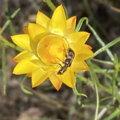 Eleale pulchra (Clerid beetle) at Majura, ACT - 6 Nov 2023 by SilkeSma