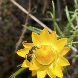 Eleale pulchra at Mount Ainslie NR (ANR) - 6 Nov 2023