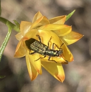 Eleale aspera at Mount Ainslie NR (ANR) - 6 Nov 2023 04:31 PM