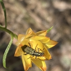 Eleale aspera at Mount Ainslie NR (ANR) - 6 Nov 2023 04:31 PM