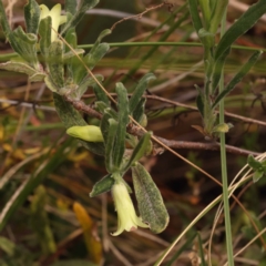 Billardiera scandens (Hairy Apple Berry) at Canberra Central, ACT - 6 Nov 2023 by ConBoekel