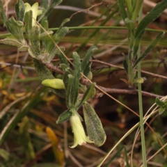 Billardiera scandens (Hairy Apple Berry) at Canberra Central, ACT - 5 Nov 2023 by ConBoekel