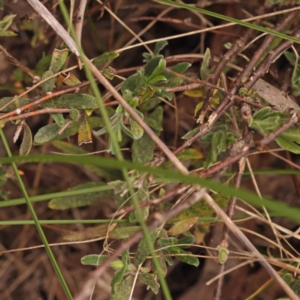 Billardiera scandens at Canberra Central, ACT - 6 Nov 2023 09:48 AM