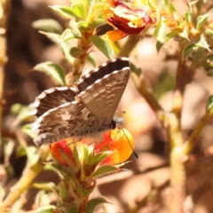 Neolucia agricola (Fringed Heath-blue) at ANBG South Annex - 6 Nov 2023 by ConBoekel