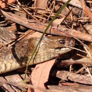 Pseudonaja textilis at Canberra Central, ACT - 6 Nov 2023