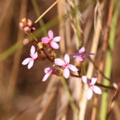 Stylidium graminifolium (grass triggerplant) at Canberra Central, ACT - 6 Nov 2023 by ConBoekel