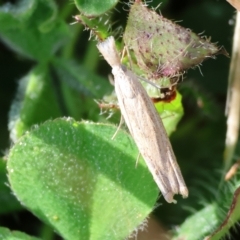 Unidentified Moth (Lepidoptera) at Wodonga, VIC - 5 Nov 2023 by KylieWaldon