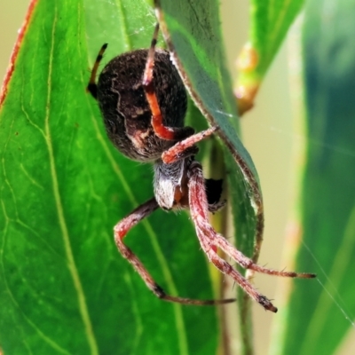 Salsa fuliginata (Sooty Orb-weaver) at Wodonga, VIC - 5 Nov 2023 by KylieWaldon