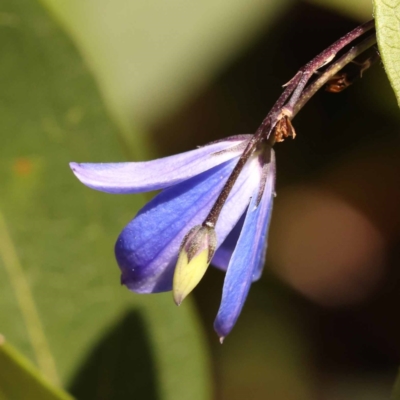 Billardiera heterophylla (Western Australian Bluebell Creeper) at Canberra Central, ACT - 6 Nov 2023 by ConBoekel