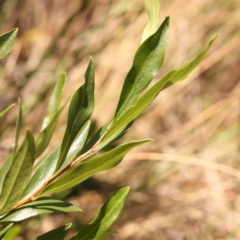 Billardiera heterophylla at Canberra Central, ACT - 6 Nov 2023