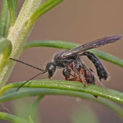 Tiphiidae (family) (Unidentified Smooth flower wasp) at Canberra Central, ACT - 6 Nov 2023 by ConBoekel