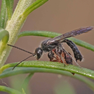 Tiphiidae (family) at ANBG South Annex - 6 Nov 2023