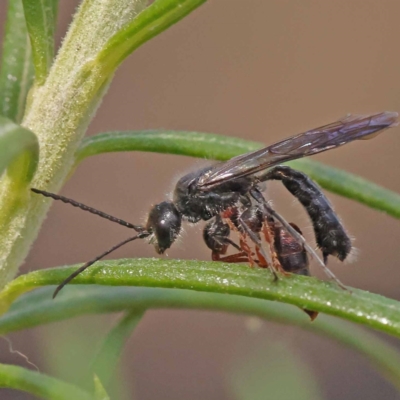 Tiphiidae (family) (Unidentified Smooth flower wasp) at Canberra Central, ACT - 5 Nov 2023 by ConBoekel