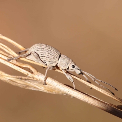 Merimnetes oblongus (Radiata pine shoot weevil) at Canberra Central, ACT - 5 Nov 2023 by ConBoekel