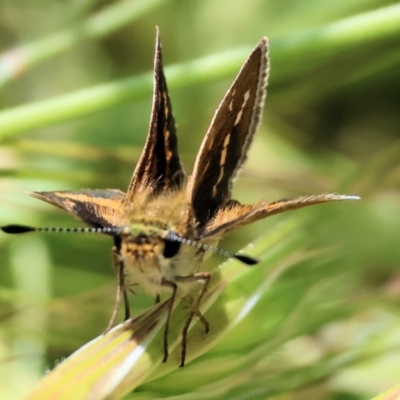 Taractrocera papyria (White-banded Grass-dart) at Wodonga, VIC - 5 Nov 2023 by KylieWaldon